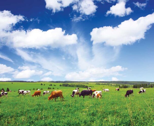 Yet More Proof That Grass-Fed Meat Is Better